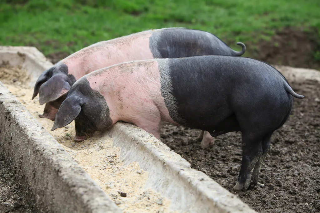 Agricultural Store Near Me Nigel Farr Farm Services Pig Feeding Concrete Trough