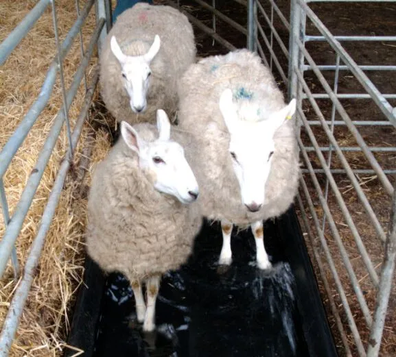 Agricultural Store Near Me Nigel Farr Farm Services Sheep Fencing